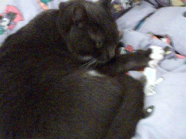 Blanding af racer Signe billede 3