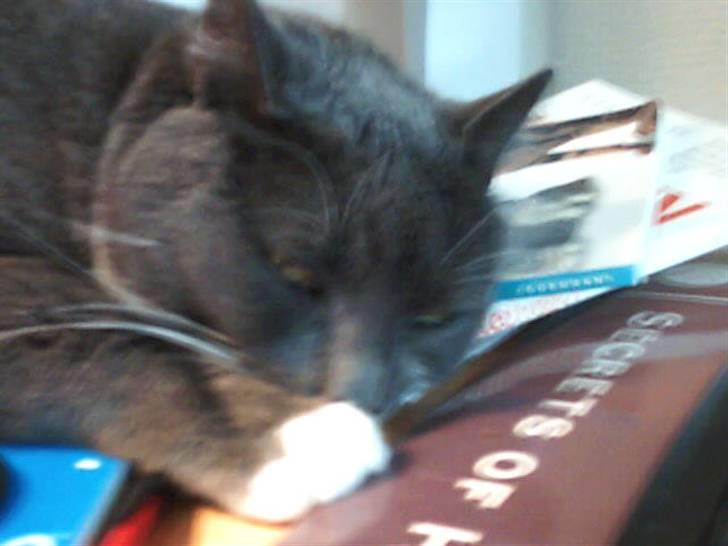 Blanding af racer Signe billede 6