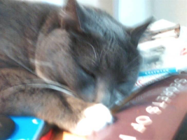 Blanding af racer Signe billede 7