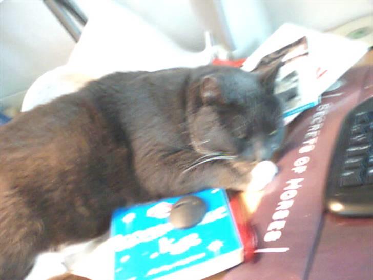 Blanding af racer Signe billede 8