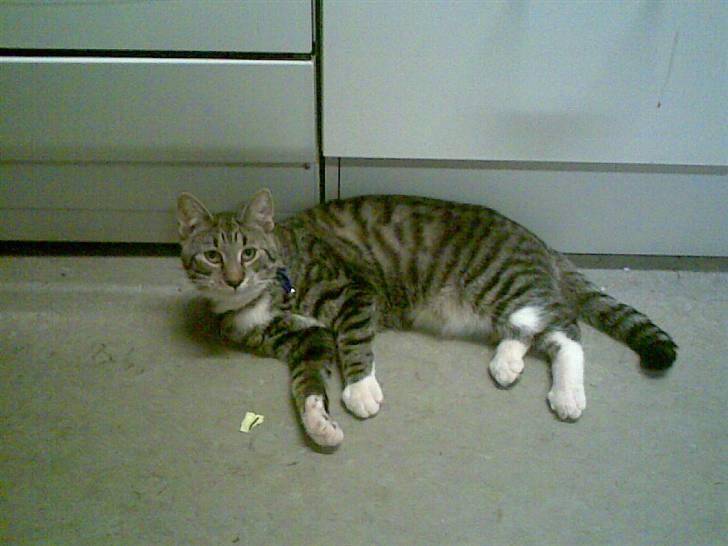 Blanding af racer Oskar billede 2