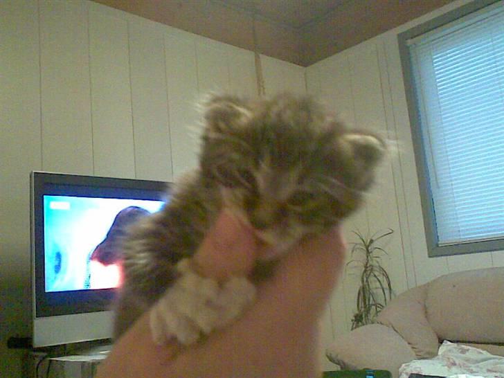 Blanding af racer Oskar - Lille Oskar billede 3