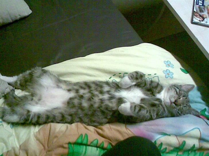 Blanding af racer Oskar billede 4