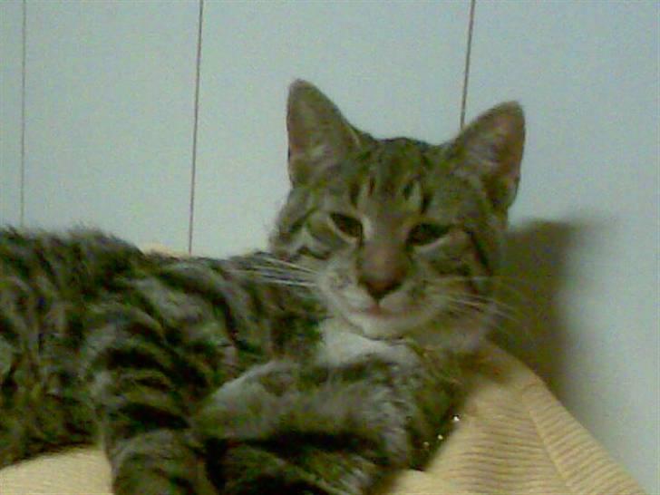 Blanding af racer Oskar billede 5