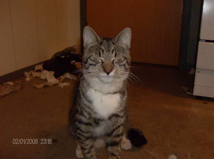 Blanding af racer Oskar billede 6