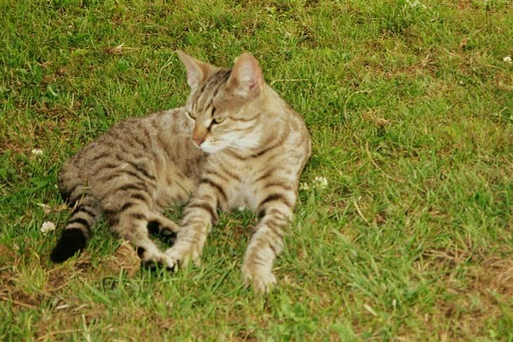 Blanding af racer Oskar - Oskar´s Far billede 7