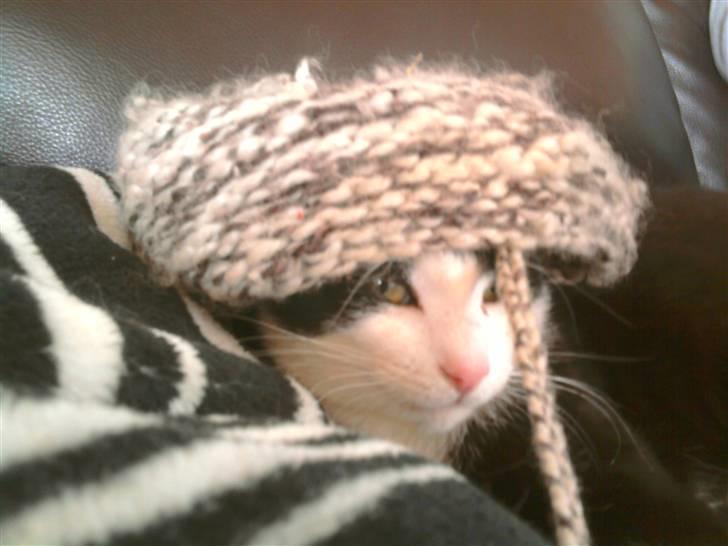 Huskat Sofus død D 25 juli 2016 billede 2