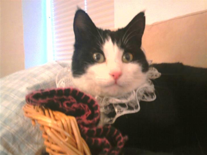 Huskat Sofus død D 25 juli 2016 billede 3