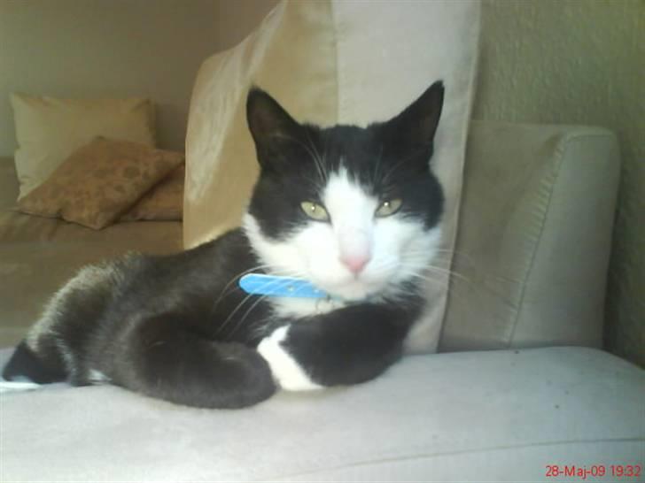 Huskat Sofus død D 25 juli 2016 billede 4