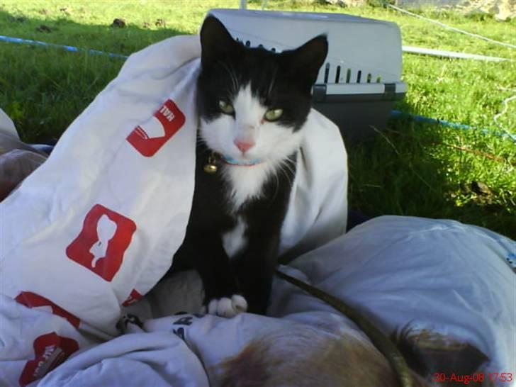 Huskat Sofus død D 25 juli 2016 billede 5