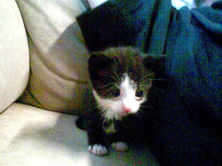 Huskat Sofus død D 25 juli 2016 billede 6