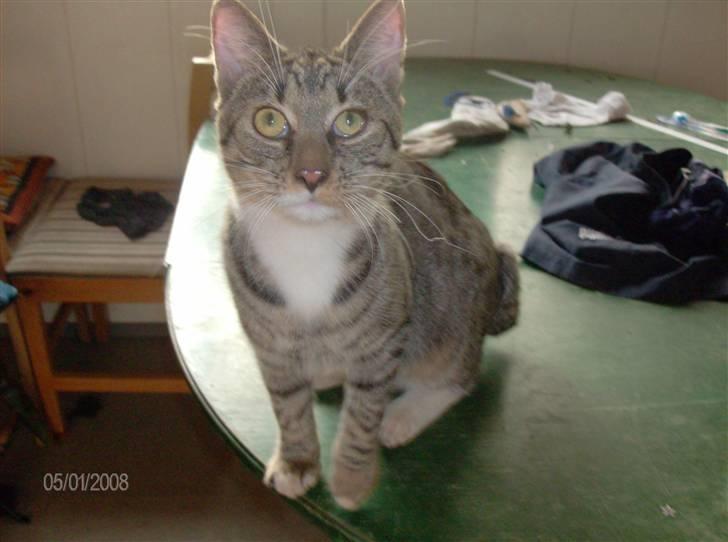 Blanding af racer Pelle mus Død billede 2