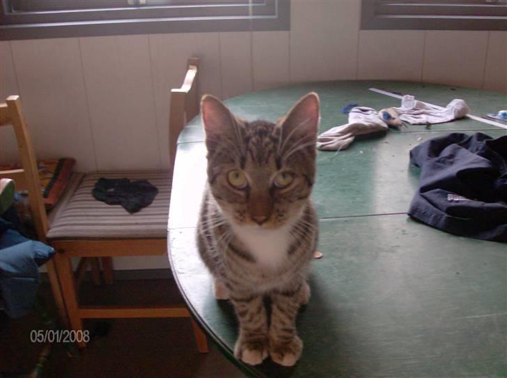 Blanding af racer Pelle mus Død billede 3