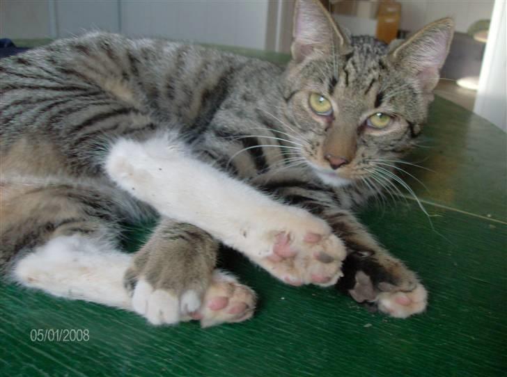 Blanding af racer Pelle mus Død billede 4