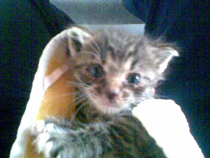 Blanding af racer Pelle mus Død billede 5