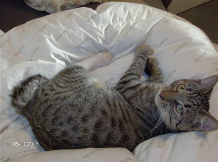 Blanding af racer Pelle mus Død billede 6