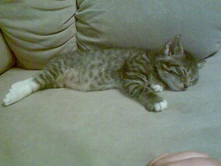 Blanding af racer Pelle mus Død billede 7