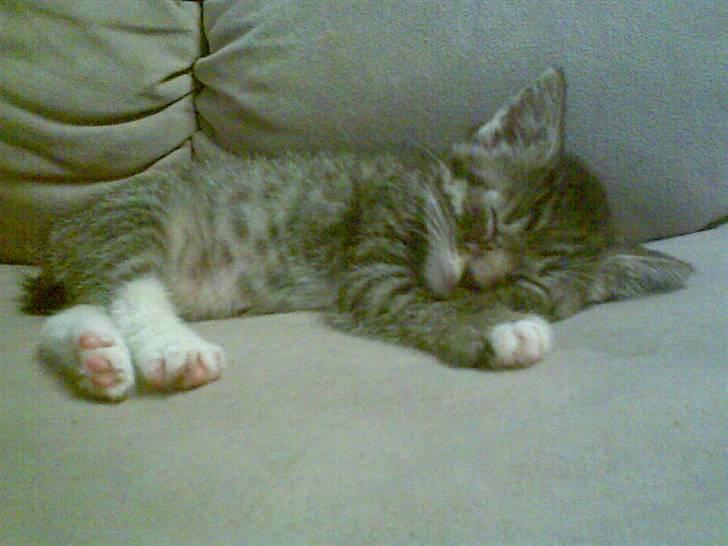 Blanding af racer Pelle mus Død billede 8