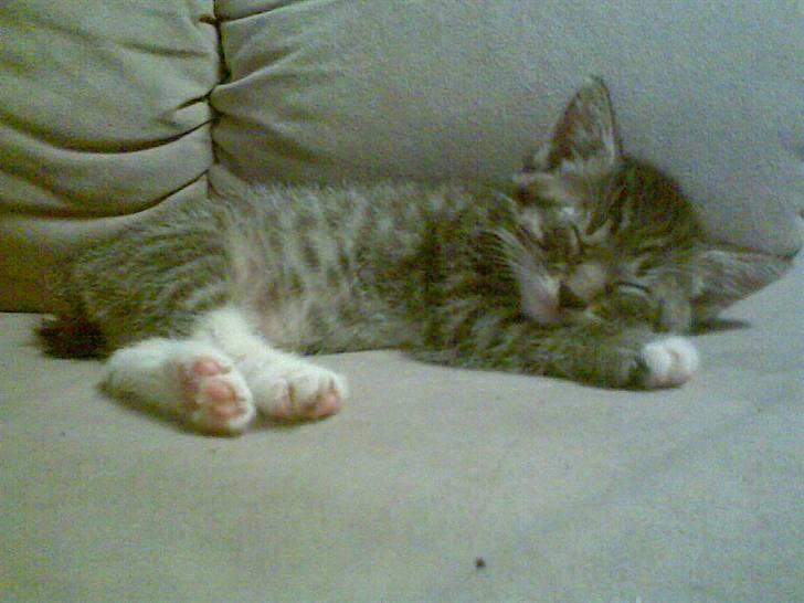 Blanding af racer Pelle mus Død billede 9