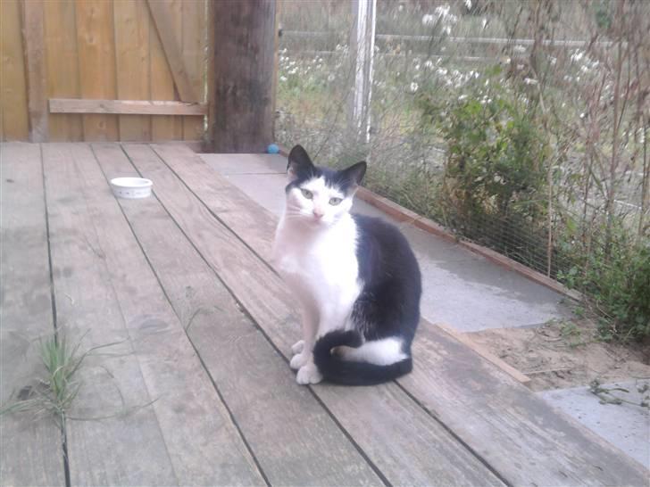 Huskat Nelle død billede 1