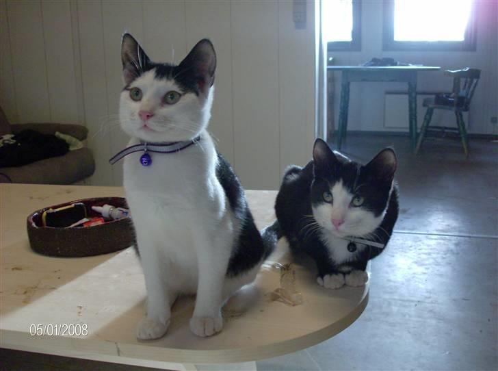 Huskat Nelle død billede 2