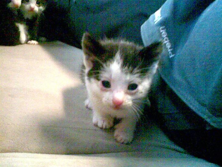 Huskat Nelle død billede 3