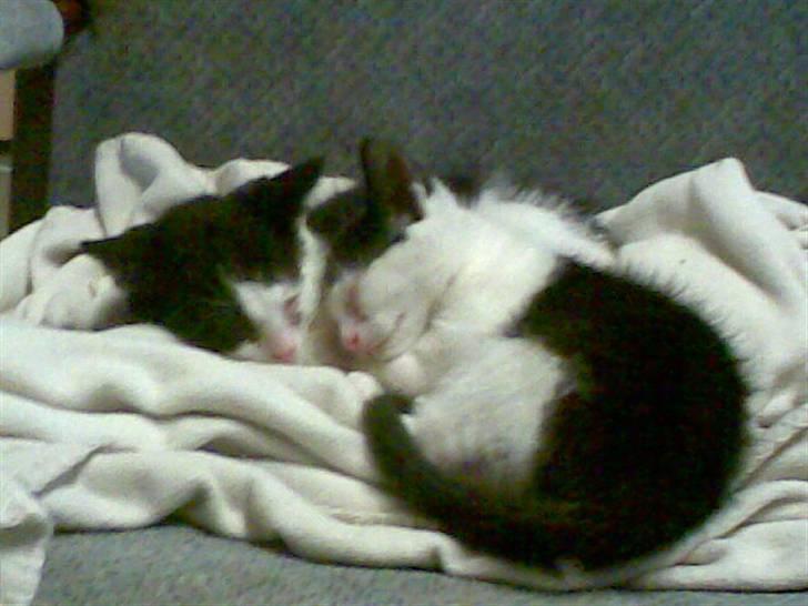 Huskat Nelle død billede 4