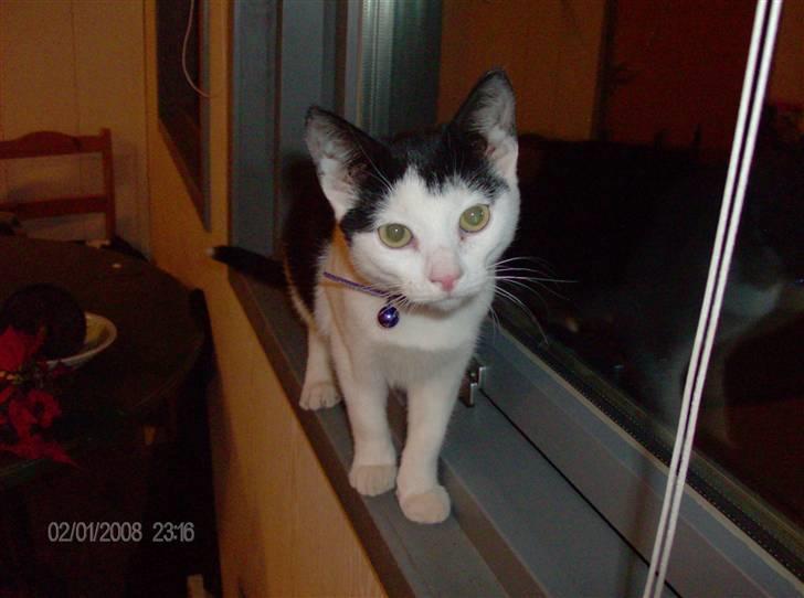 Huskat Nelle død billede 5