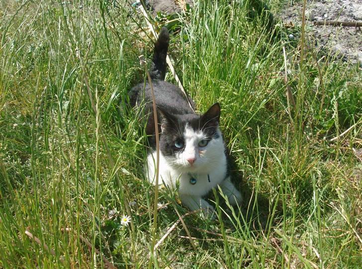 Huskat Freddy død billede 1