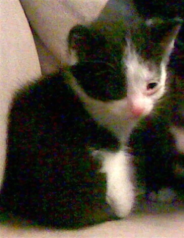 Huskat Freddy død billede 2