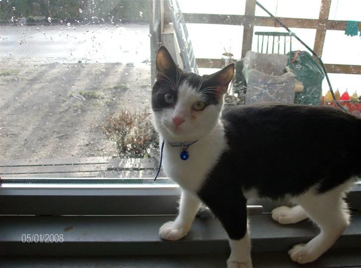 Huskat Freddy død billede 3