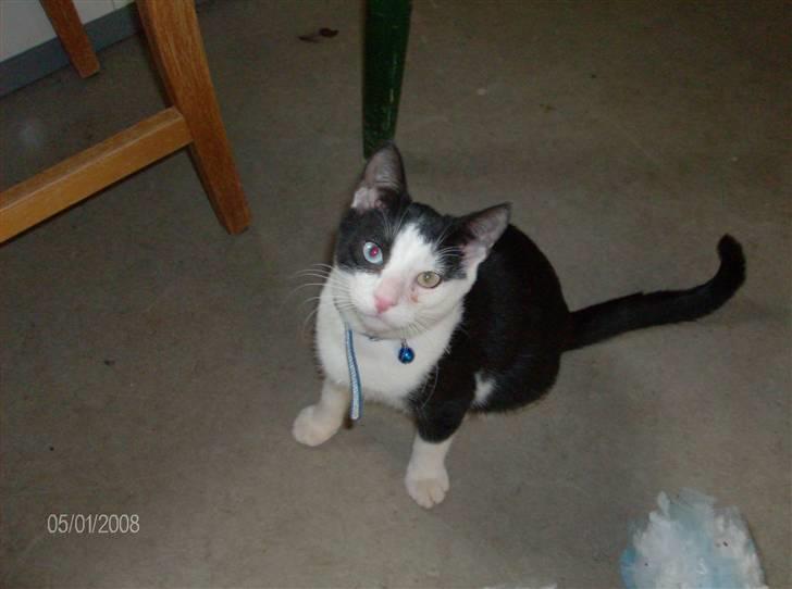 Huskat Freddy død billede 4