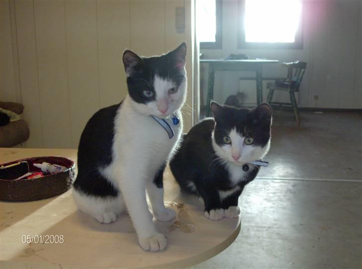 Huskat Freddy død billede 5