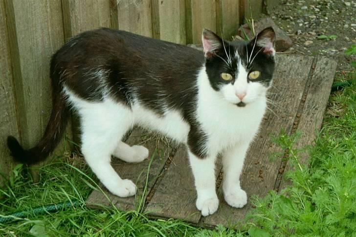 Huskat Bølle død billede 1