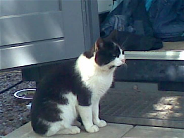 Huskat Bølle død billede 2