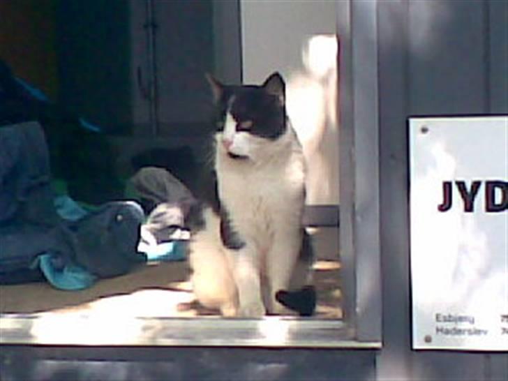 Huskat Bølle død billede 3