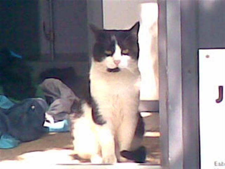 Huskat Bølle død billede 4