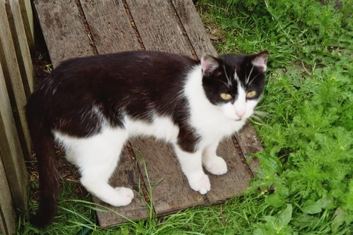 Huskat Bølle død billede 5