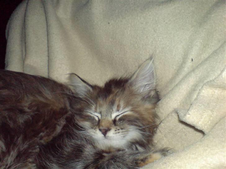 Blanding af racer Misser / Kitty billede 10