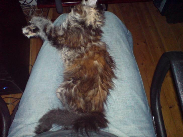 Blanding af racer Misser / Kitty billede 11