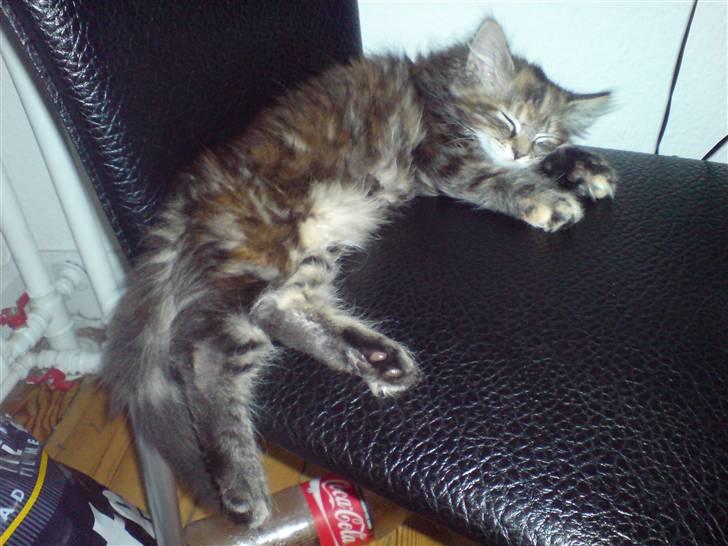 Blanding af racer Misser / Kitty billede 12