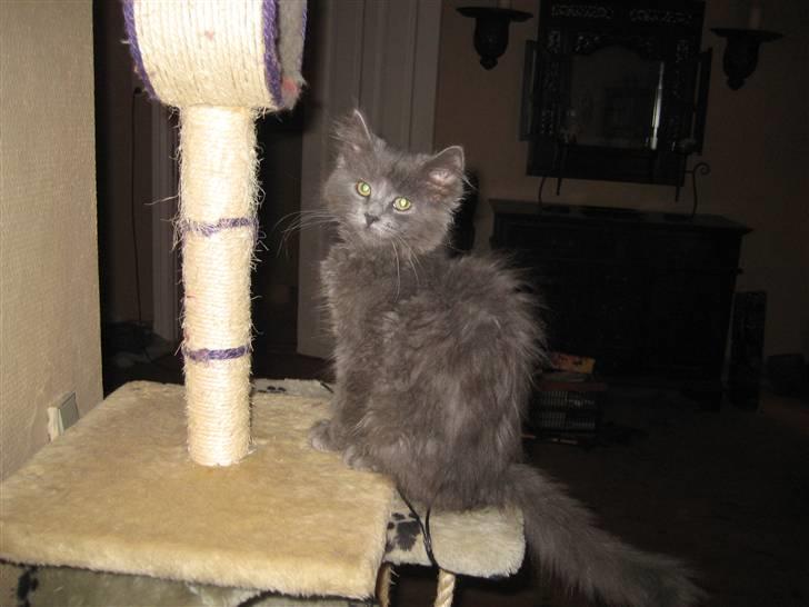 Blanding af racer Tilte billede 2