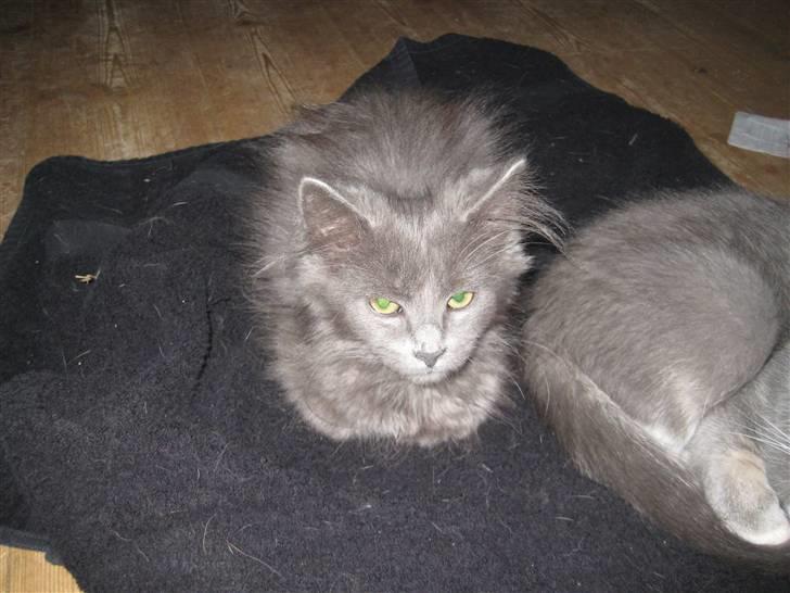 Blanding af racer Tilte billede 3