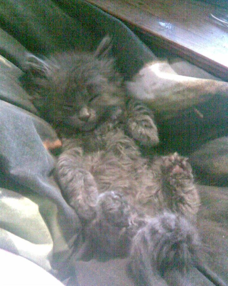 Blanding af racer Tilte billede 4