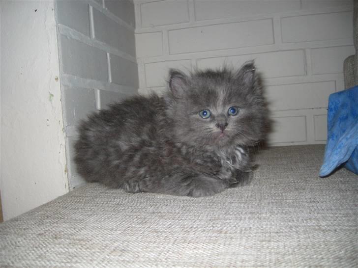 Blanding af racer Tilte billede 5