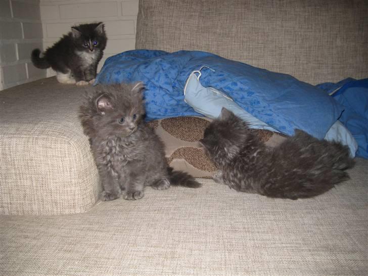 Blanding af racer Tilte billede 6