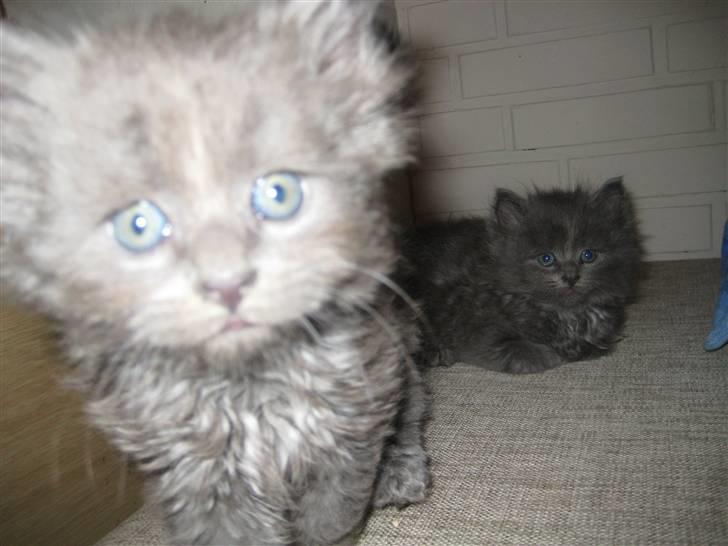 Blanding af racer Tilte billede 7