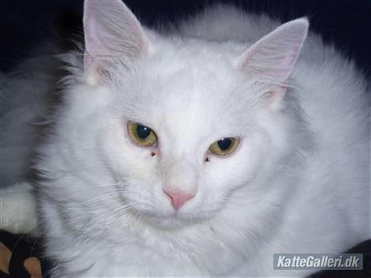 Blanding af racer Fnug billede 1