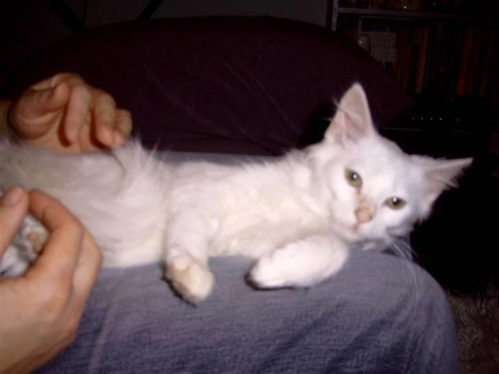 Blanding af racer Fnug billede 2