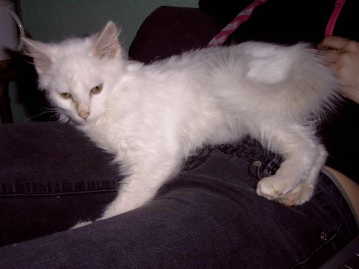 Blanding af racer Fnug billede 3